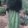 Pachycereus_militaris